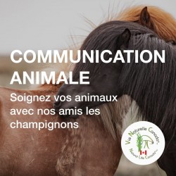 Communication Animale, Soignez vos animaux avec nos amis les champignons