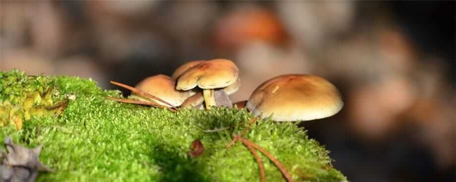 High quality medicinal mushrooms Vie Naturelle Canada